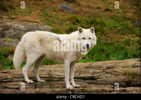 Lupo polare, lupo bianco artico o Lupo (Canis lupus arctos) in piedi su una roccia nel Parc Omega, Montebello, Quebec, Canada Foto Stock