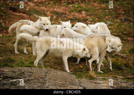 Un pacco di lupi polari, lupi bianco artico o il lupo (Canis lupus arctos) giocando insieme, Parc Omega, Montebello, Québec Foto Stock