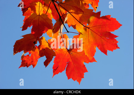 Rosso autunnale e colorato in giallo foglie di acero, Quebec, Canada Foto Stock