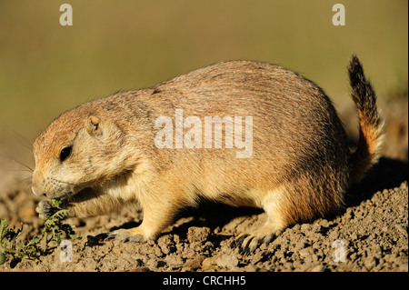 Nero-tailed prairie dog (Cynomys ludovicianus) nella prateria, Saskatchewan, Canada Foto Stock