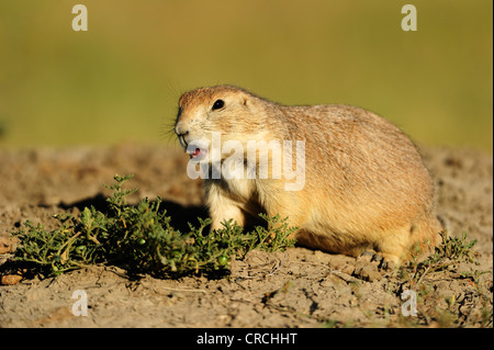 Nero-tailed prairie dog (Cynomys ludovicianus) nella prateria, Saskatchewan, Canada Foto Stock