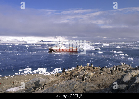 Pinguino gentoo (Pygoscelis papua), i pinguini in Antartide, Cile Foto Stock