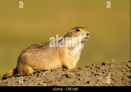 Nero-tailed prairie dog (Cynomys ludovicianus) nella prateria, Saskatchewan, Canada Foto Stock