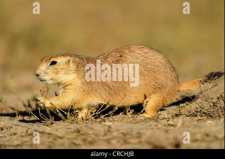 Nero-tailed prairie dog (Cynomys ludovicianus) nella prateria, Saskatchewan, Canada Foto Stock