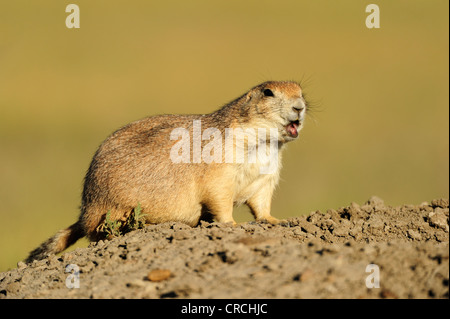 Nero-tailed prairie dog (Cynomys ludovicianus) nella prateria, Saskatchewan, Canada Foto Stock