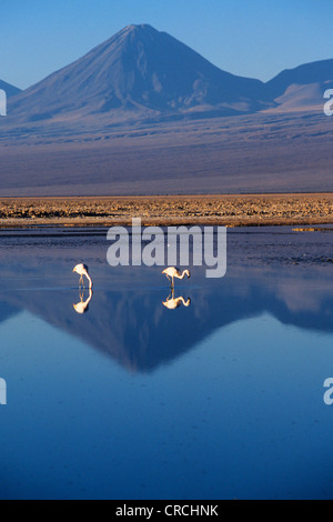 Flamingo cileni (Phoenicopterus chilensis), fenicotteri in un lago, il Cile, il Deserto di Atacama Foto Stock