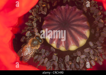 Un'ape all'interno di un papavero rosso Foto Stock
