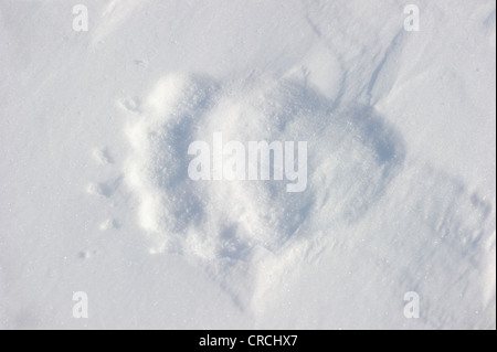 La via dell'orso polare sow (Ursus maritimus) nella neve Foto Stock