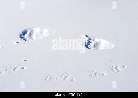 Le vie di orso polare sow (Ursus maritimus) e un cucciolo nella neve Foto Stock