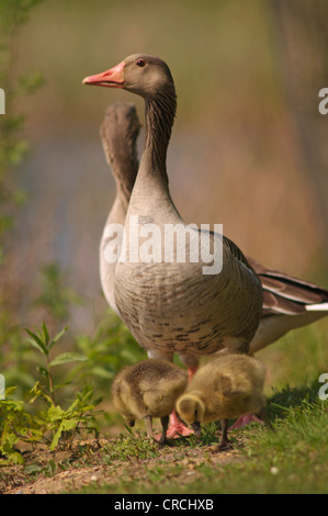 Graylag goose (Anser anser), Giovane con il novellame, Germania, Sassonia Foto Stock