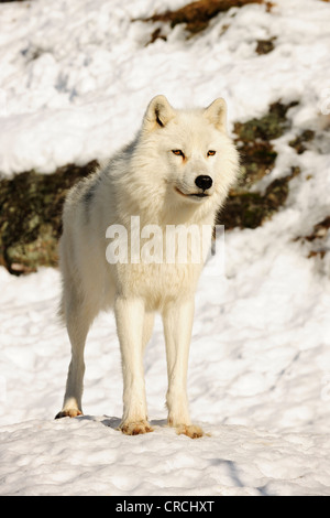 Arctic Wolf, polari o Lupo Lupo Bianco (Canis lupus arctos) in piedi nella neve e guardando in lontananza, Canada Foto Stock