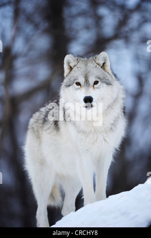 Arctic Wolf, polari o Lupo Lupo Bianco (Canis lupus arctos) permanente sulla coperta di neve rocce, Canada Foto Stock