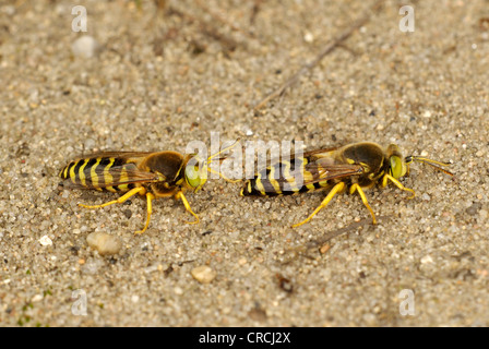 Rostrate bembix wasp (Bembix rostrata, Epibembix rostrata), due maschi, Germania, il Land Brandeburgo Foto Stock