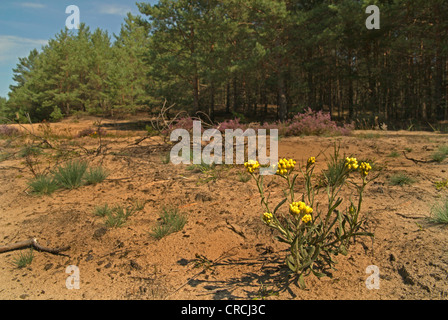 Nana (eterna Helichrysum arenarium), foresta dune con nana, eterna Germania, il Land Brandeburgo Foto Stock