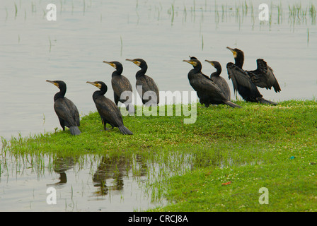 Cormorano (Phalacrocorax carbo), gruppo in appoggio sulla riva, essiccazione il suo piumaggio, Grecia, Macedonia, Kerkini Foto Stock