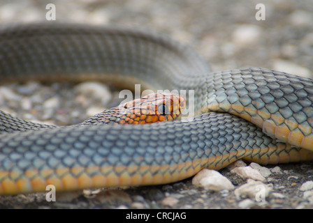 Grande frusta Snake (Dolichophis caspius, Coluber caspius), su una strada, Grecia, Macedonia Foto Stock