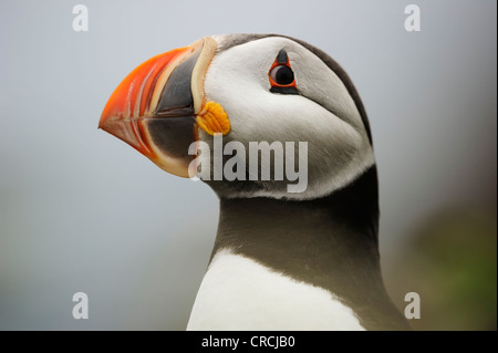 Puffin (Fratercula arctica), ritratto, Terranova, Canada, America del Nord Foto Stock