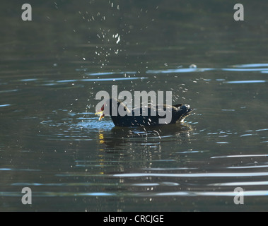 Dusky (Moorhen Gallinula tenebrosa) Foto Stock