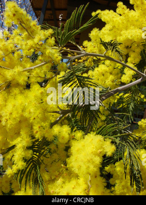 Graticcio di argento (Acacia dealbata), ramoscello con fiori Foto Stock
