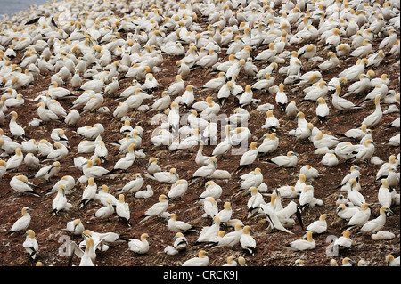 Northern sule (Morus bassanus) nesting in estate a Percé sull'isola atlantica di Ille Bonaventura fuori o Gaspé Foto Stock