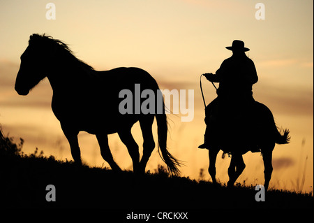 Cowgirl guidando un cavallo attraverso la prairie, sagome al tramonto, Saskatchewan, Canada Foto Stock