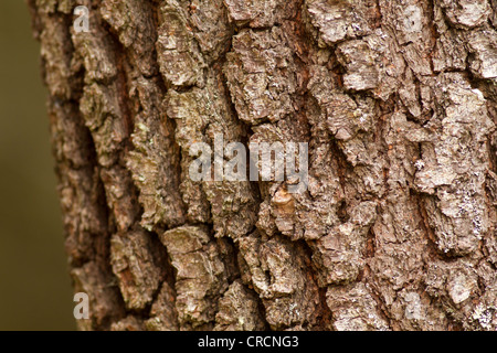 Corteccia di albero, Cairngorms, Scozia Foto Stock