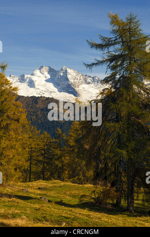 Laerchenwiesen ai prati di larici, di fronte all'Olperer, Vinaders Obernberg e montagne, Tirolo, Austria, Europa Foto Stock