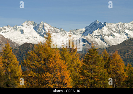 Laerchenwiesen ai prati di larici, di fronte all'Olperer, Fussstein, Schrammacher, Vinaders Obernberg e montagne, Tirolo, Austria Foto Stock