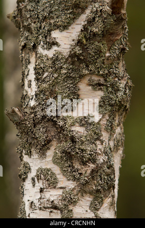 Argento Betulla, Abernethy Forest, Cairngorms, Scozia Foto Stock