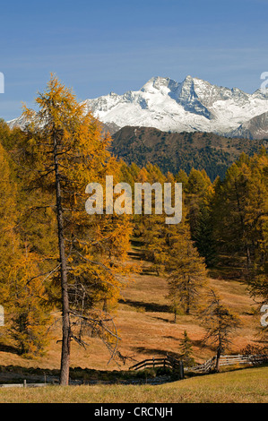 Laerchenwiesen ai prati di larici, di fronte all'Olperer, Vinaders Obernberg e montagne, Tirolo, Austria, Europa Foto Stock
