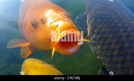 Koi carpa (Cyprinus carpio), animale con la bocca aperta in corrispondenza della superficie dell'acqua Foto Stock