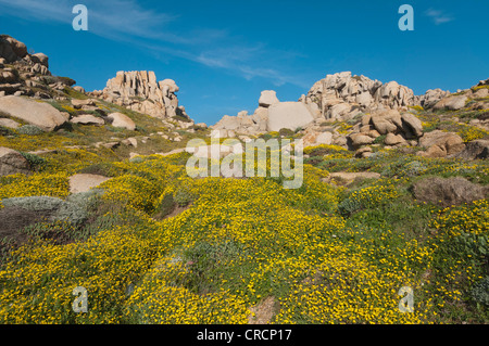 Le formazioni rocciose, esterno Gallura, Palau Sardegna, Italia, Europa Foto Stock