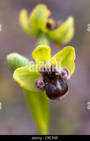 Bumblebee Orchidea (Ophrys bombyliflora), Sardegna, Italia, Europa Foto Stock