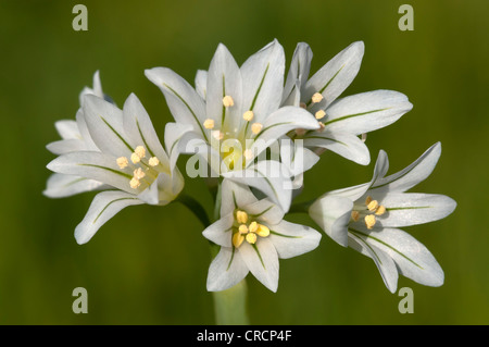Tre-monopolizzato il porro (Allium triquetrum), Sardegna, Italia, Europa Foto Stock