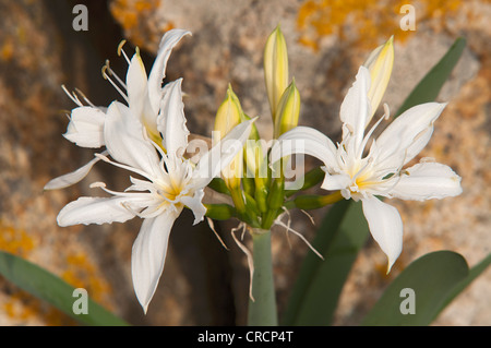 Illiriche giglio di mare (Pancratium illyricum), Sardegna, Italia, Europa Foto Stock