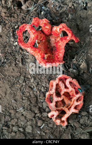 Stinkhorn retinato o cestello stinkhorn (Clathrus ruber), Sardegna, Italia, Europa Foto Stock