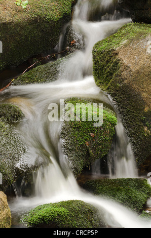 Kleine ohe flusso nella foresta, Parco Nazionale della Foresta Bavarese, Baviera, Germania, Europa Foto Stock