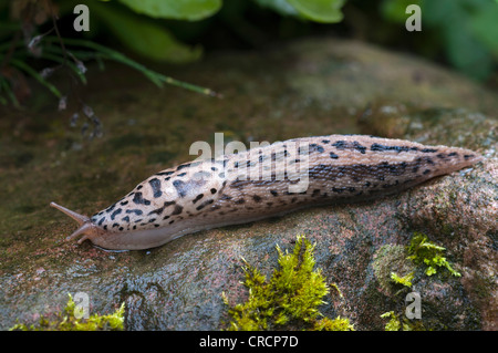 Grande grigio slug, o Leopard slug (Limax maximus), Schwaz, in Tirolo, Austria, Europa Foto Stock