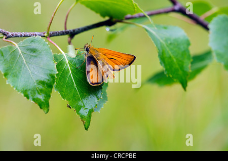 Piccola Skipper (Thymelicus sylvestris), valle Defereggental, il Tirolo orientale, Tirolo orientale, Austria, Europa Foto Stock