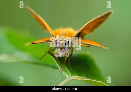 Piccola Skipper (Thymelicus sylvestris), valle Defereggental, il Tirolo orientale, Tirolo orientale, Austria, Europa Foto Stock