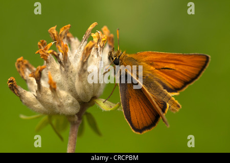 Piccola Skipper (Thymelicus sylvestris), valle Defereggental, il Tirolo orientale, Tirolo orientale, Austria, Europa Foto Stock