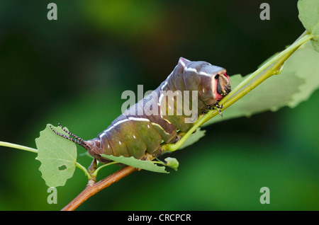 Puss Moth (Cerura vinula) caterpillar, Perktoldsdorf, Austria Inferiore, Austria, Europa Foto Stock