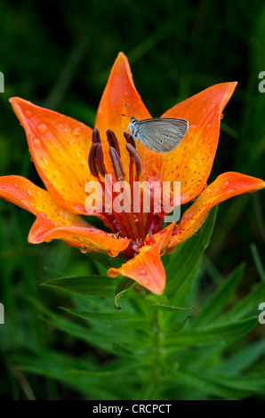 Croceum Lily (Lilium bulbiferum croceum), Dusky Grande Blu (Maculinea nausithous), Passo Gardena, Alto Adige, Italia, Europa Foto Stock