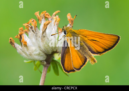 Piccola Skipper (Thymelicus sylvestris), valle Defereggental, il Tirolo orientale, Tirolo orientale, Austria, Europa Foto Stock