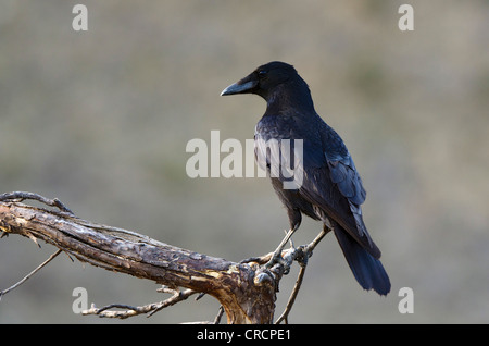 Carrion Crow (Corvus corone corone), Terfner Forchat, Terfens, Tirolo, Austria, Europa Foto Stock