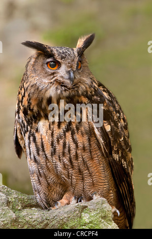 Gufo reale (Bubo bubo), il Parco Nazionale della Foresta Bavarese, Baviera, Germania, Europa Foto Stock