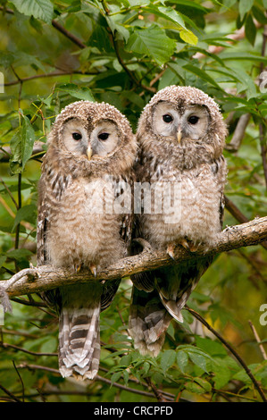 Ural Allocco (Strix uralensis), il novellame di uccelli, parco nazionale della Foresta Bavarese, Baviera, Germania, Europa Foto Stock