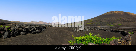 Vista Panoramica dei vigneti a Lanzarote, Spagna. Foto Stock