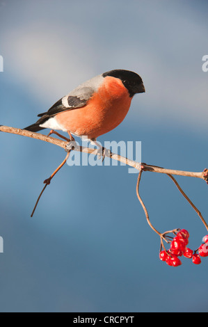 Bullfinch (Phyrrhula phyrrhula), Schlinglberg, Schwaz, in Tirolo, Austria, Europa Foto Stock