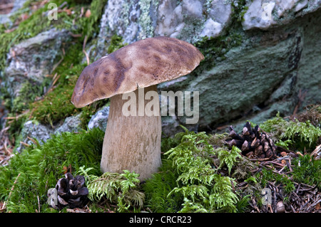 Penny bun, Porcino (Boletus edulis), Pillersattel mountain pass, Tirolo, Austria, Europa Foto Stock